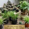 PHONG THỦY LÀ GÌ? Bí Quyết Thu Hút Tài Lộc, May Mắn